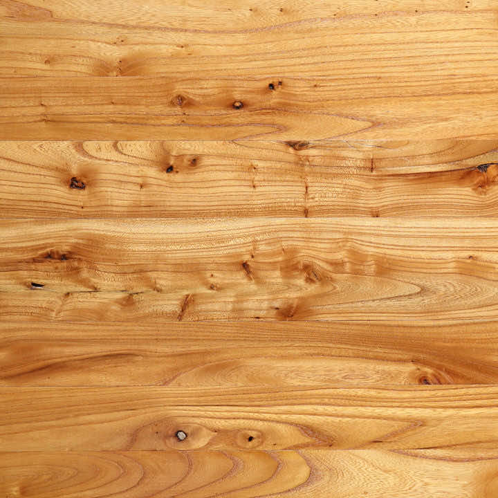 Chinese Elm